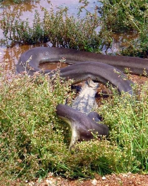 Amazing Animals: Anaconda Eating Crocodile In Australia