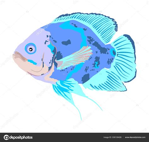 Oscar Fish Vector Illustration Isolated White Background Aquarium Fish Exotic Stock Vector Image ...