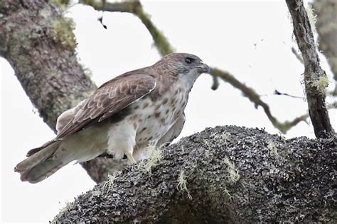 Hawaiian Hawk – birdfinding.info