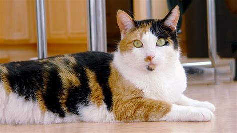 Calico Cats - Facts, Genetics, Temperament & Types - Petmoo