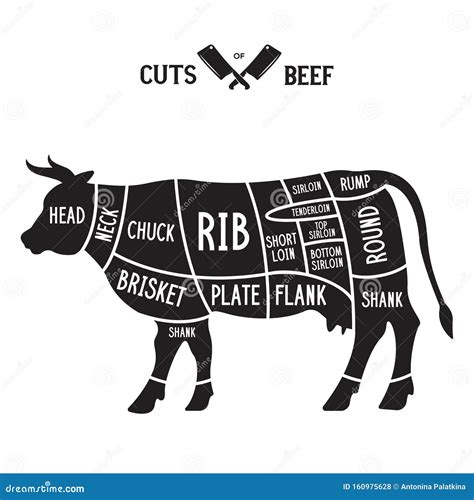 Beef Meat Cuts Scheme Vector Illustration | CartoonDealer.com #38545412