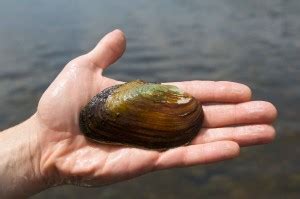 Free picture: zebra, mussels, dreissena, polymorpha, native, mussel