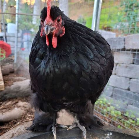 Cochin Chicken: Eggs, Height, Size and Raising Tips