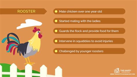 Hen Vs Chicken: Do You Know The Difference?