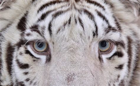 Eyes of the albino tiger — Stock Photo © alexeys #2546059