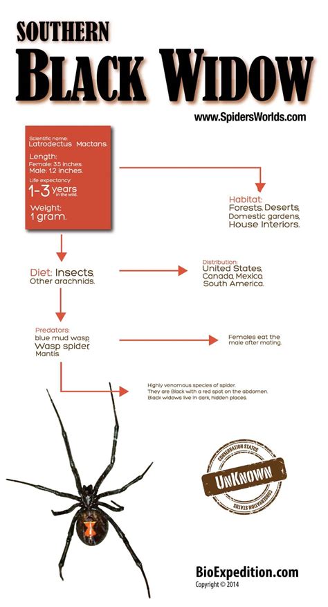 Southern Black Widow Infographic - Spider Facts and Information