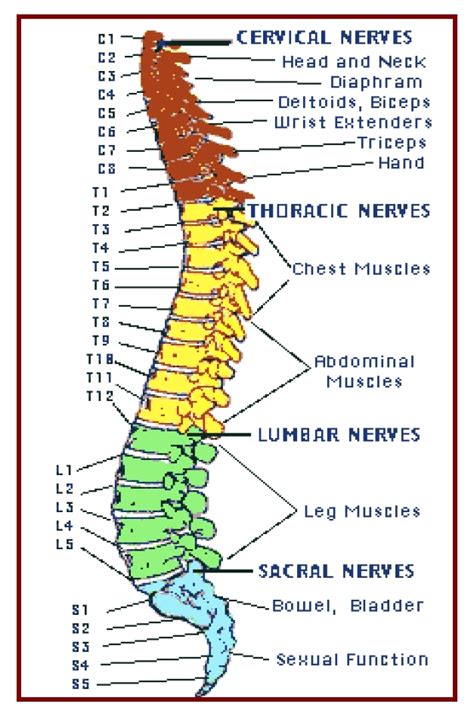 The spinal column and the essential muscles and somatic/ visceral... | Download Scientific Diagram