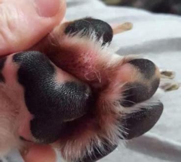 Swollen Dog Paw (on Top, Around Nails, Between Toes): What to do | Petstreat.org