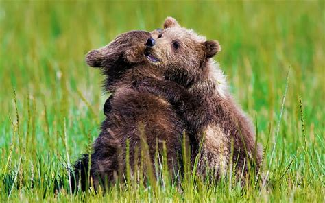 Baby Animals Hugging