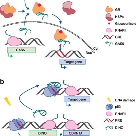 Long-noncoding-RNA-mediated nuclear mechanisms (Continued) | Download Table