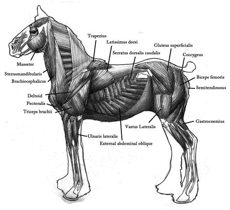 Horse Anatomy, Animal Anatomy, Anatomy Art, Horse Drawings, Animal Drawings, Muscle Structure ...