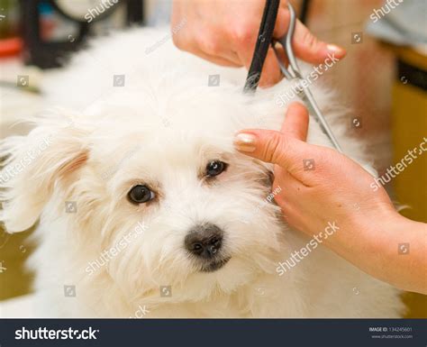 Grooming Maltese Dog Stock Photo 134245601 : Shutterstock