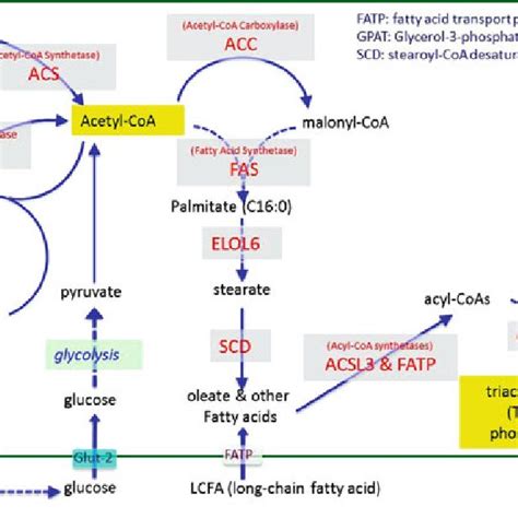 1 The key biochemical reactions and enzymes involved in de novo ...