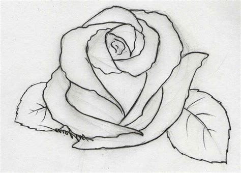 Sketch Images Rose Flower Drawing Easy / Follow this simple guide using ...