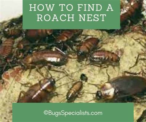 How to Find a Roach Nest - Pest Control Heroes