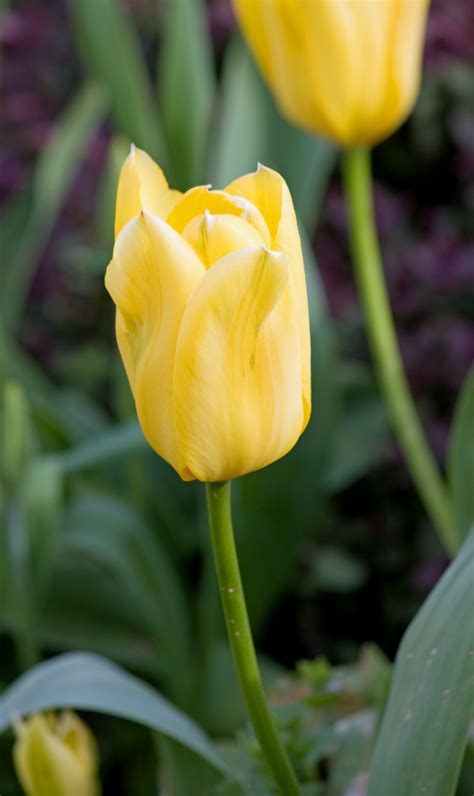 Yellow Tulip Flower Free Stock Photo - Public Domain Pictures