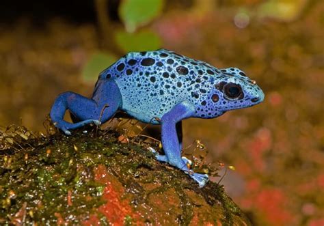 6 Colourful Frog Species: Facts About Attractive Amphibians - Owlcation