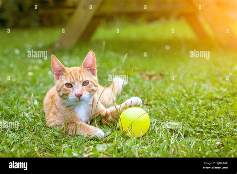 Pretty orange tabby cat playing Stock Photo - Alamy