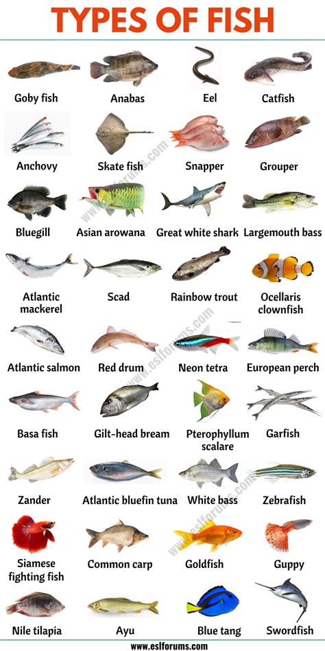 79 Types of Fish from All Around the World - ESL Forums