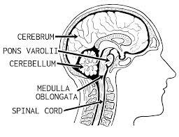 Which is correct about pons varolii? toppr.com