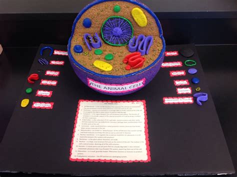 😊 Plant cell and animal cell project ideas. Plant Cell Project Ideas. 2019-02-09