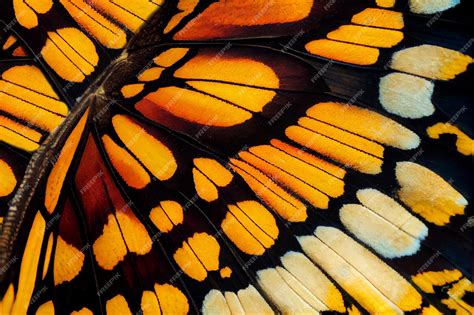 Premium Photo | Butterfly Wing Texture Background Insect Wings Macro Pattern Butterfly Wing ...