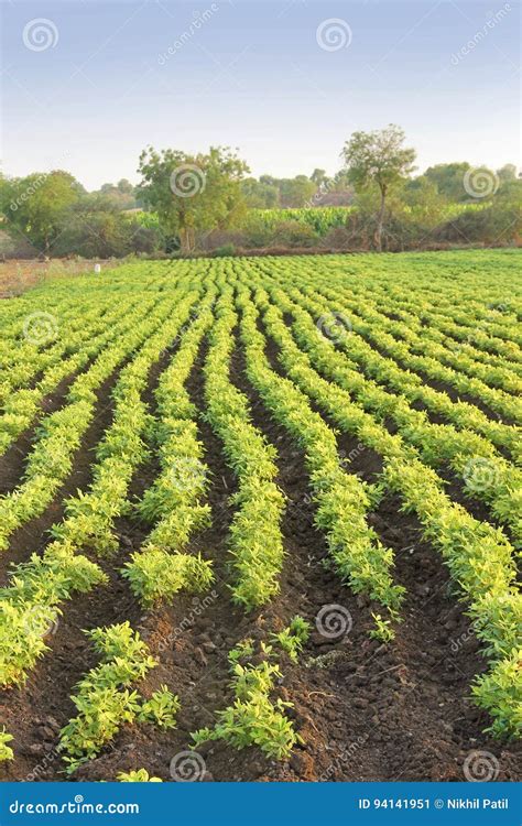 Ground Nuts Farm stock image. Image of plant, israel - 94141951