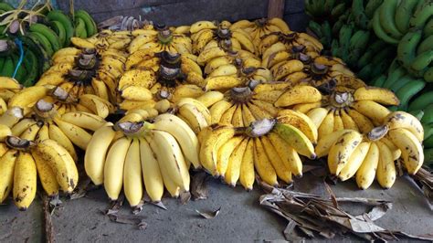 Jenis Pisang Yang Bagus Untuk Keripik