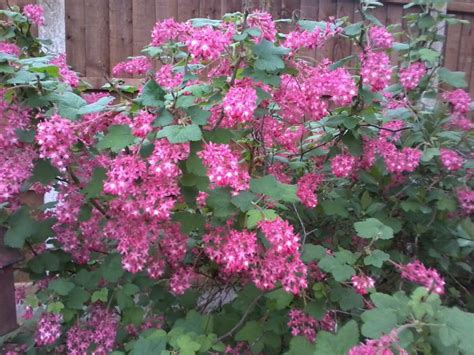 Raspberry Tree Flower – Raspberry