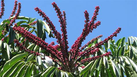 Umbrella Tree | Brisbane Trees and Gardens