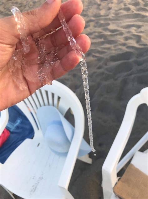 What kind of sea salp is this? Found in a beach in north of Morocco. : r/deepseacreatures