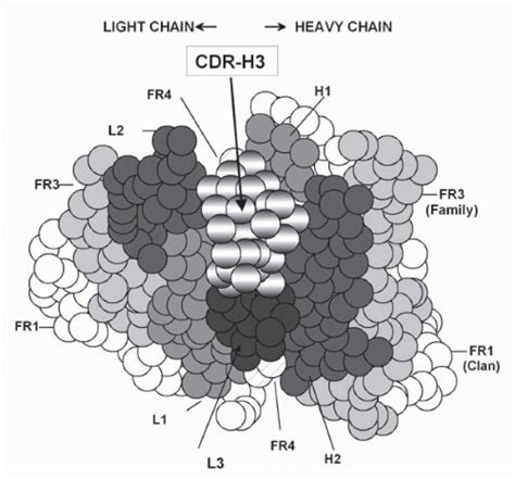 Immunoglobulins: Structure and Function | Oncohema Key