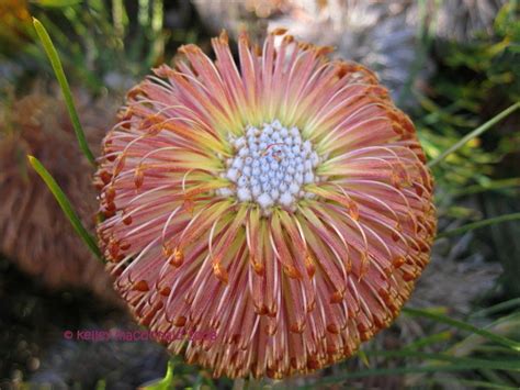 PlantFiles Pictures: Banksia Species, Violet Banksia (Banksia violacea) by Kell