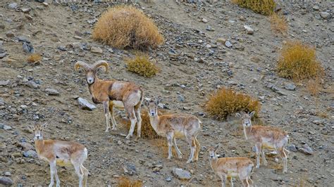 The Story of Humans, Ladakh Urial, and their Kin | RoundGlass | Sustain