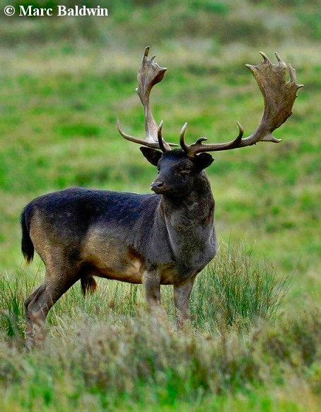 14 best images about Melanistic Animals on Pinterest | Animals, Colors ...