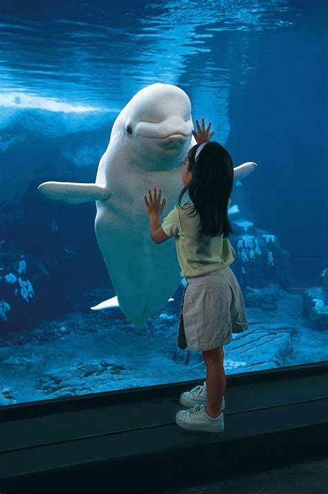 Beluga Whales | SeaWorld Orlando | Animals, Cute animals, Animals friends