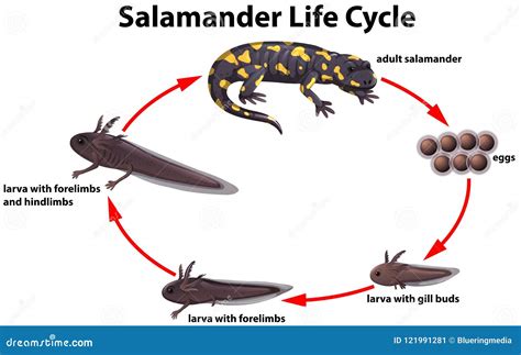 Spotted Salamander Life Cycle