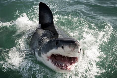 Shark bites off 14-year-olds arm and tour guide's leg in horrific attack