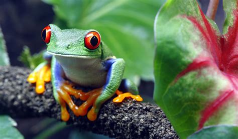 Red-Eyed Tree Frog Species Guide: All Must-Know Facts & Pics