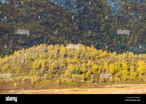 Fall colors in Norway Stock Photo - Alamy