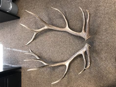 WTT Elk antlers for .22 - Classified Ads - CouesWhitetail.com Discussion forum