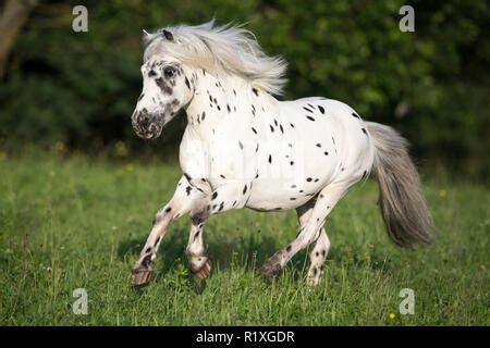 Shetland Pony Miniature Appaloosa galloping meadow Stock Photo - Alamy