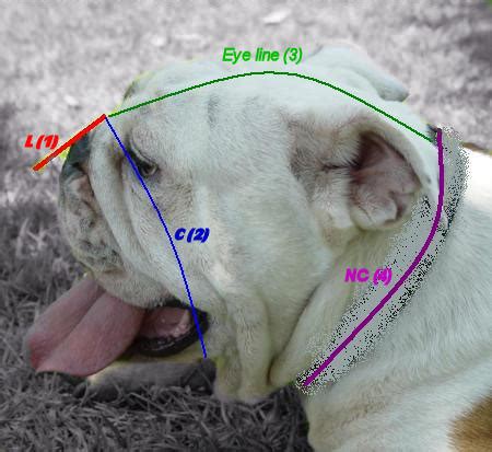 Page 2 : Dog muzzle, Leather dog muzzles, Wire dog muzzle, dog muzzle training, Basket dog ...