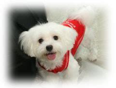 Maltese | Dog Training Guide