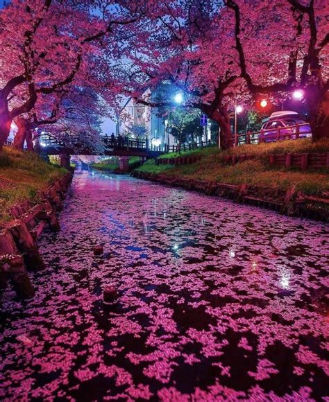 Cherry Blossoms in Japan : r/pics