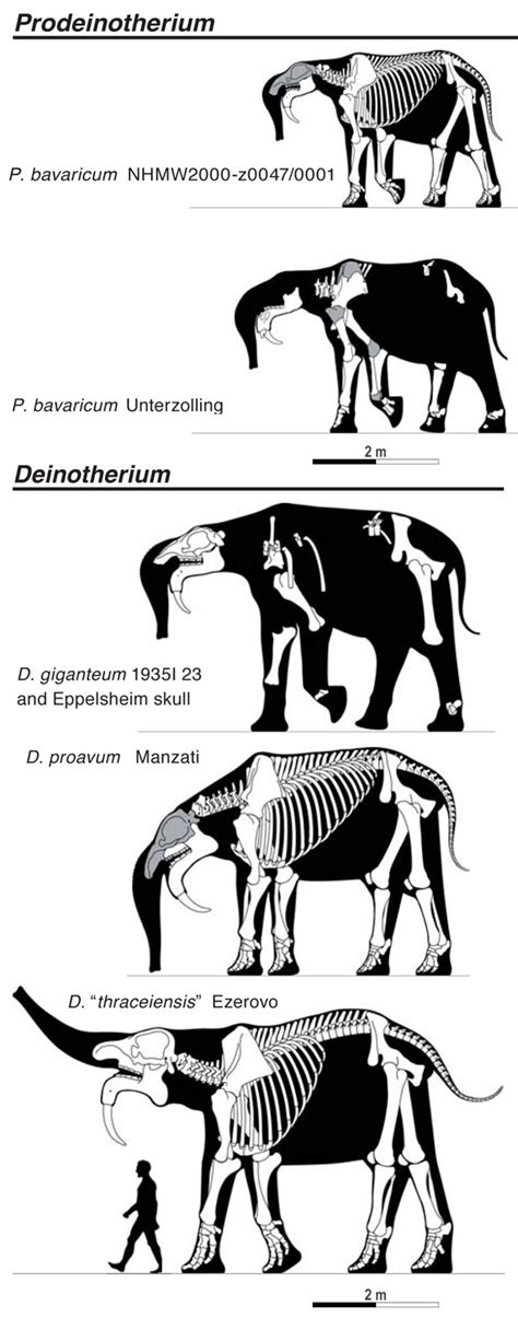 Deinotherium enters the LRT with Gomphotherium | The Pterosaur Heresies