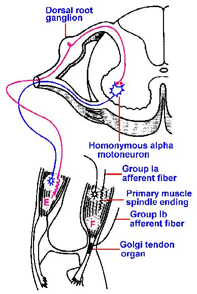 A Tendon Reflex Will Cause Which of the Following Responses