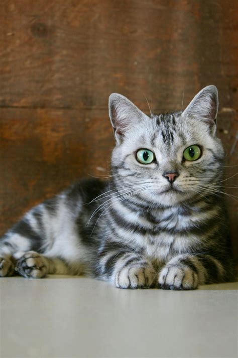 American Shorthair silver tabby cat with emerald green eyes 2017 - Silver Shorthairs