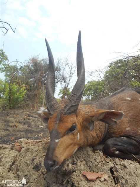 Chobe Bushbuck Hunting in Zambia | Hunting