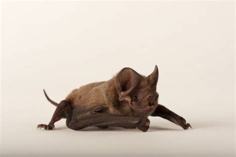 A critically endangered Florida bonneted bat (Eumops floridanus ...